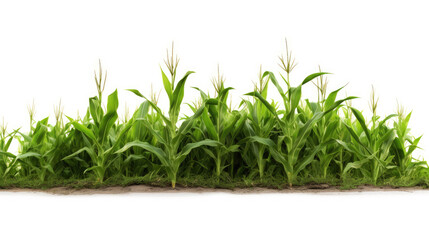 Corn farming field island in a isolated white background	

