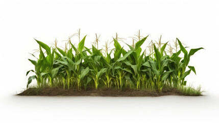 Corn farming field island in a isolated white background	
