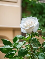 white rose sunrise garden generative ai