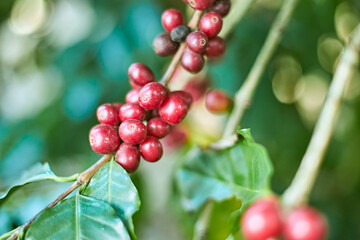 Arabica coffee berries