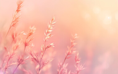 Soft pink grasses in warm sunlight with blurred background