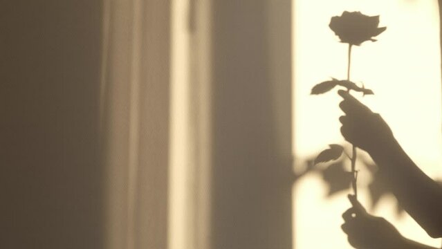 A rose's shadow echoes its form, held aloft in a tender grip. This image captures the essence of care and affection.