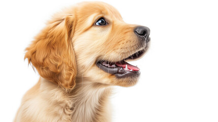 Curious Golden Retriever Puppy Gazing Upwards with Joy