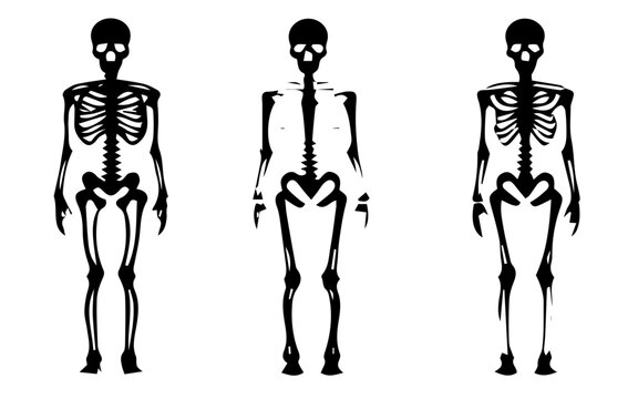 human body anatomy