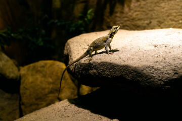 A shallow focus shot of lizard sitting on a big stone in bright sunlight with blurred background. A lizard sits on a rock and basks in the sun
