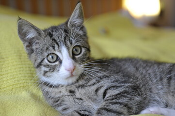 grau-weiße junge Hauskatze liegt auf einer gelben Decke und blickt in die Kamera