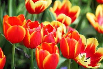 Fototapeta premium tulip flower