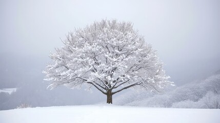 A tree covered with snow stands alone in a snowy field