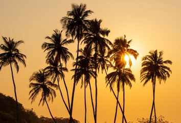 Fototapeta na wymiar Silhouette of palm trees during sunset.