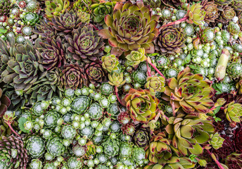 mixed sempervivum plants in a terracotta pot, Composition of succulents. Rock garden