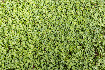 Obraz premium Fresh organic microgreens (baby greens). broccoli microgreens