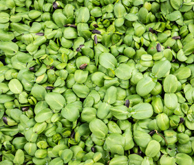 Borage microgreens. Fresh organic microgreens (baby greens). Borage microgreens