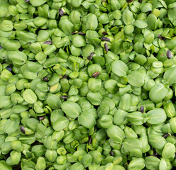 Borage microgreens. Fresh organic microgreens (baby greens). Borage microgreens