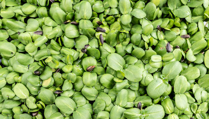 Borage microgreens. Fresh organic microgreens (baby greens). Borage microgreens - obrazy, fototapety, plakaty