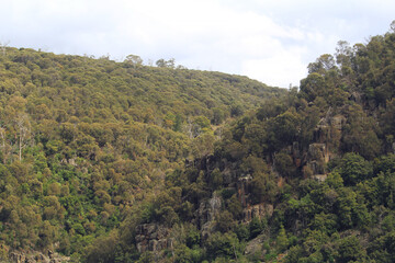 A densely forested valley