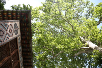 The palace and tree