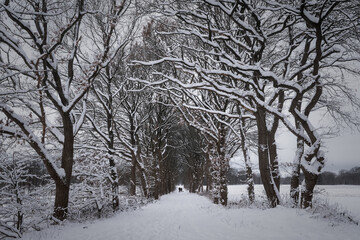 Winterweg mit schneebedeckten Bäumen im Januar