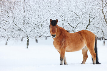 Heavy draft horse stallion walking in winter evening ranch
