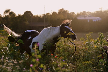 Sommerabend auf der Pferdeweide. Schönes geschecktes Pferd in der Abendsonne in einer Blumenwiese