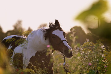 Sommerabend auf der Pferdeweide. Schönes geschecktes Pferd in der Abendsonne in einer Blumenwiese - obrazy, fototapety, plakaty