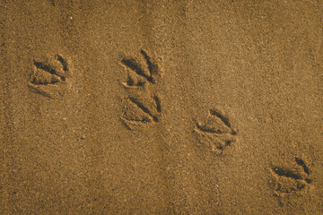 Seagull Footprints on the Sandy Shore, Huellas de Gaviota en la Arena