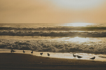 Fototapeta na wymiar Dawn at the Beach Seagulls and WavesSeagull Footprints on the Sandy Shore, Huellas de Gaviota en la Arena