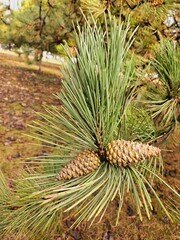 close-up pine cones in the rainy forest