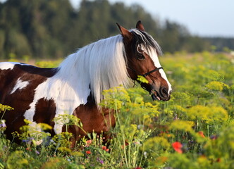 Sommerabend auf der Pferdeweide. Schönes geschecktes Pferd in der Abendsonne in einer Blumenwiese