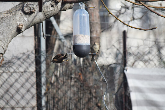 Les oiseaux du jardin se nourrissent des graines contenues dans une mangeoire.