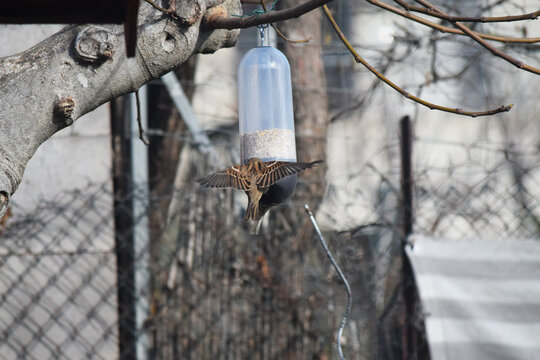 Les oiseaux du jardin se nourrissent des graines contenues dans une mangeoire.