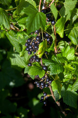 Black currant berries growing on a bush.