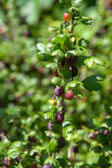 Ripe gooseberries in the garden on the bush. .