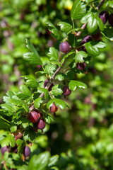 Ripe gooseberries in the garden on the bush. .