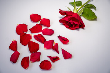 Single, scattered red rose petals and a red rose with green leaves on a white background