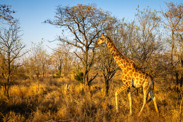 Naklejka na ściany i meble young giraffe walking in the savannah