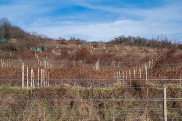 Fototapeta premium Autumn vineyards on the hillside. Blue sky with clouds.