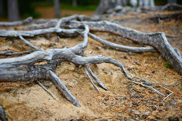 roots of a tree