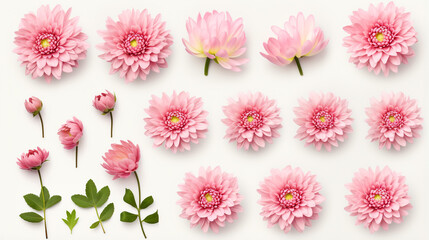 set collection of delicate pink chrysanthemum flower