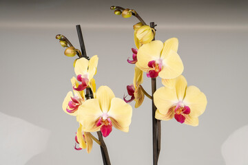 yellow orchid on red background