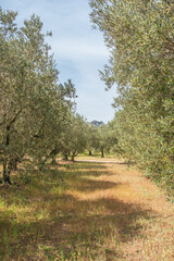 Champs d'oliviers dans les Baux de Provence. Sud de la France.	