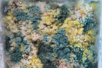 Mold on bread crumbs in a glass jar close-up. Mold spores of different colors