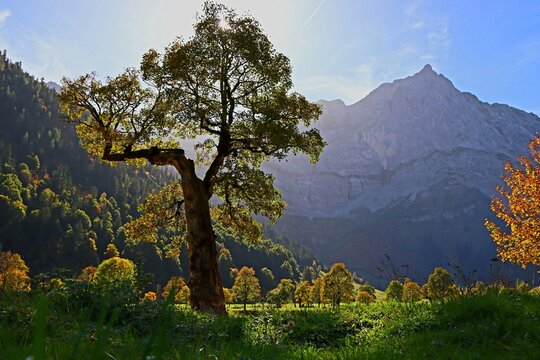 Ahorn im Herbst im Engtal