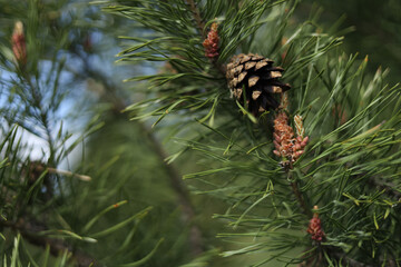 Green pine branch in spring closeup