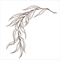 Willow twig with leaves isolated. Graphic lineart. Vector hand-drawn illustration in outline style. Perfect for cards, logo, decorations, invitations, cosmetic designs