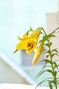 Yellow trumpet aurelian lilies. Flowers pattern with yellow lilies.