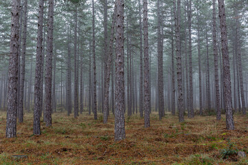 Austrian pine forest. Pinus nigra. Mount San Isidro, Leon, Spain.