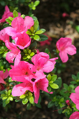 Fototapeta premium Close-up of Rhododendron simsii in the garden. Red wild flowers in the rural. Flower and plant.