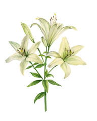 Watercolor illustration of Lily. Handmade drawing white flower. Artistic element of water design. Illustration for cards, wedding invitations, printing and other design projects.