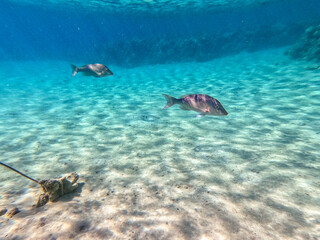 Fototapeta premium Spangled Emperor fish (Lethrinus Nebulosus) on his coral reef in the Red Sea, Egypt..