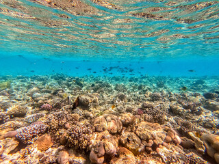 Underwater life of reef with corals and tropical fish. Coral Reef at the Red Sea, Egypt.